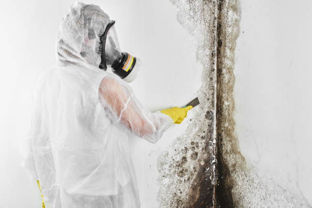 Best Mold Cleaning Services  in Quinebaug, CT