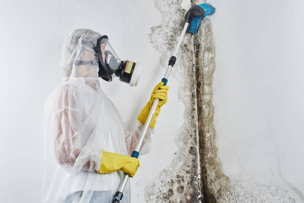 Professional Mold Removal in Quinebaug, CT