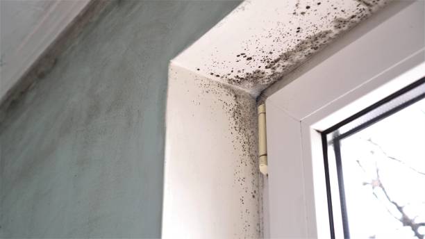 Best Toxic Mold Removal  in Quinebaug, CT