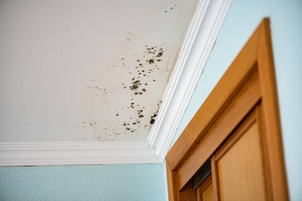 Mold Removal and Inspection in Quinebaug, CT