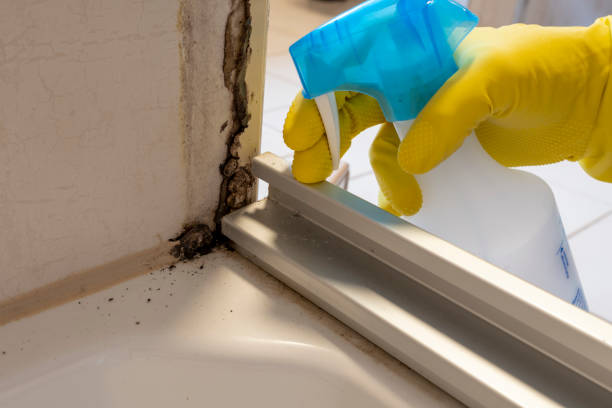 Best Black Mold Removal  in Quinebaug, CT
