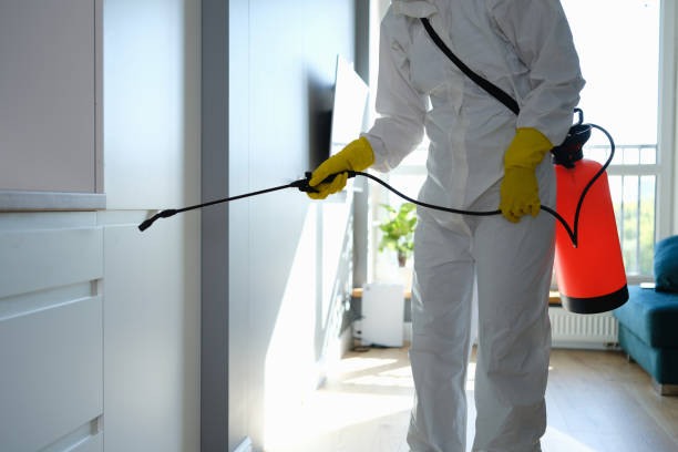 Best Attic Mold Removal  in Quinebaug, CT