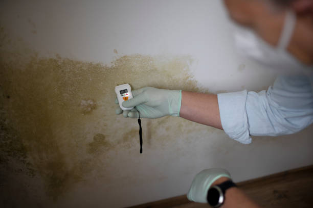 Quinebaug, CT Mold Removal Company