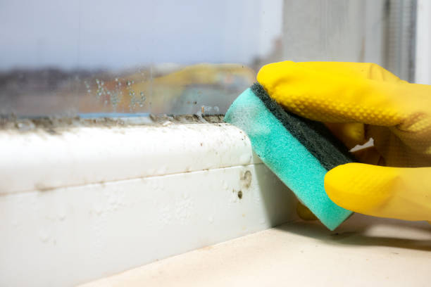 Best Home Mold Removal  in Quinebaug, CT