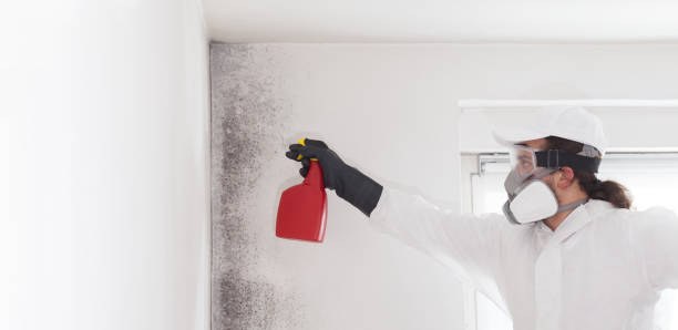Best Office Mold Removal Services  in Quinebaug, CT