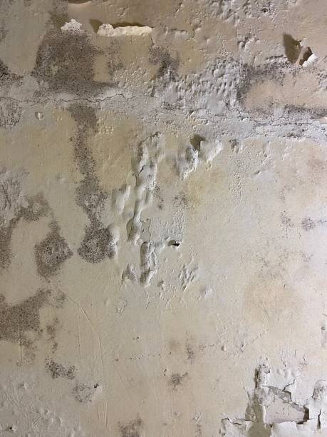 Best Mold Remediation Services  in Quinebaug, CT