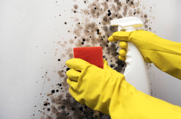 Best Home Mold Removal  in Quinebaug, CT