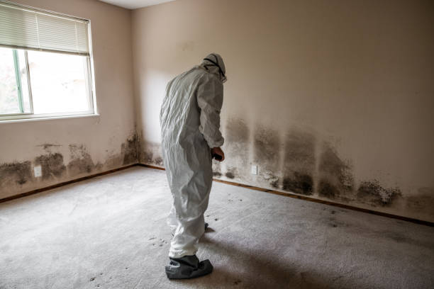 Certified Mold Removal in Quinebaug, CT