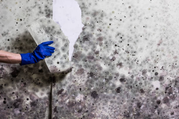 Best Same-Day Mold Removal  in Quinebaug, CT