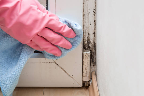 Best Emergency Mold Removal  in Quinebaug, CT